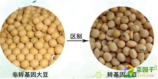 深圳送菜公司了解转基因大豆有什么危害