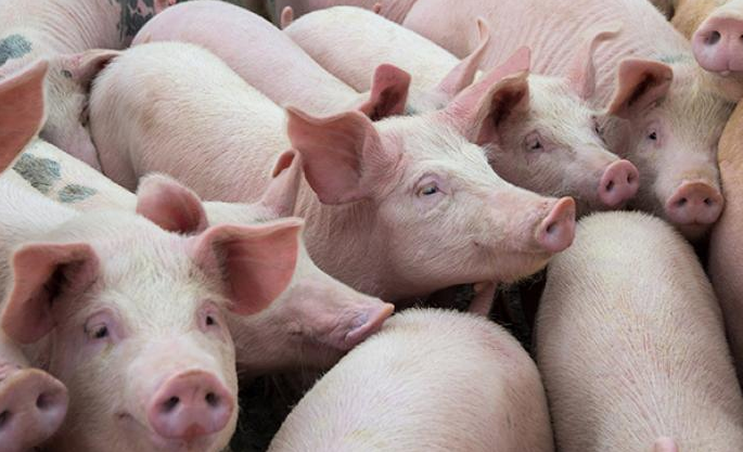 深圳农产品配送了解24年2月生猪价格行情